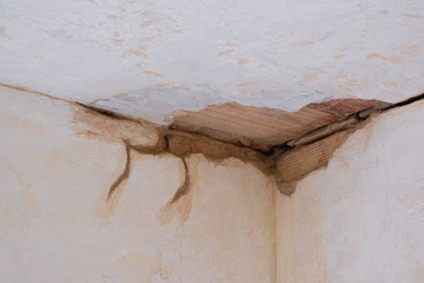 Best Mold removal after water damage  in Zapata, TX